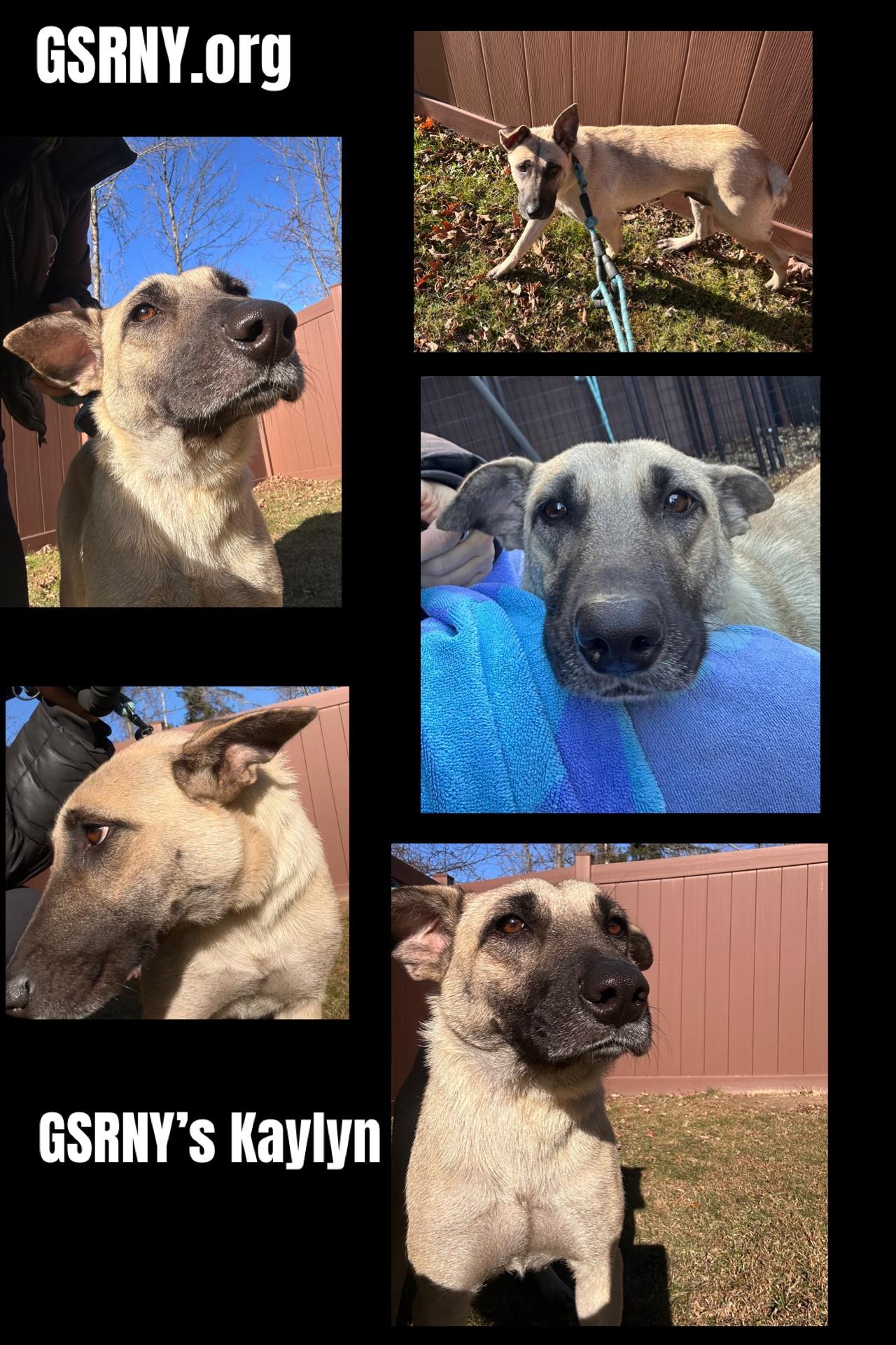 Enlarge Kaylyn, a Adoptable mixed breed in Delmar, NY image 2/2