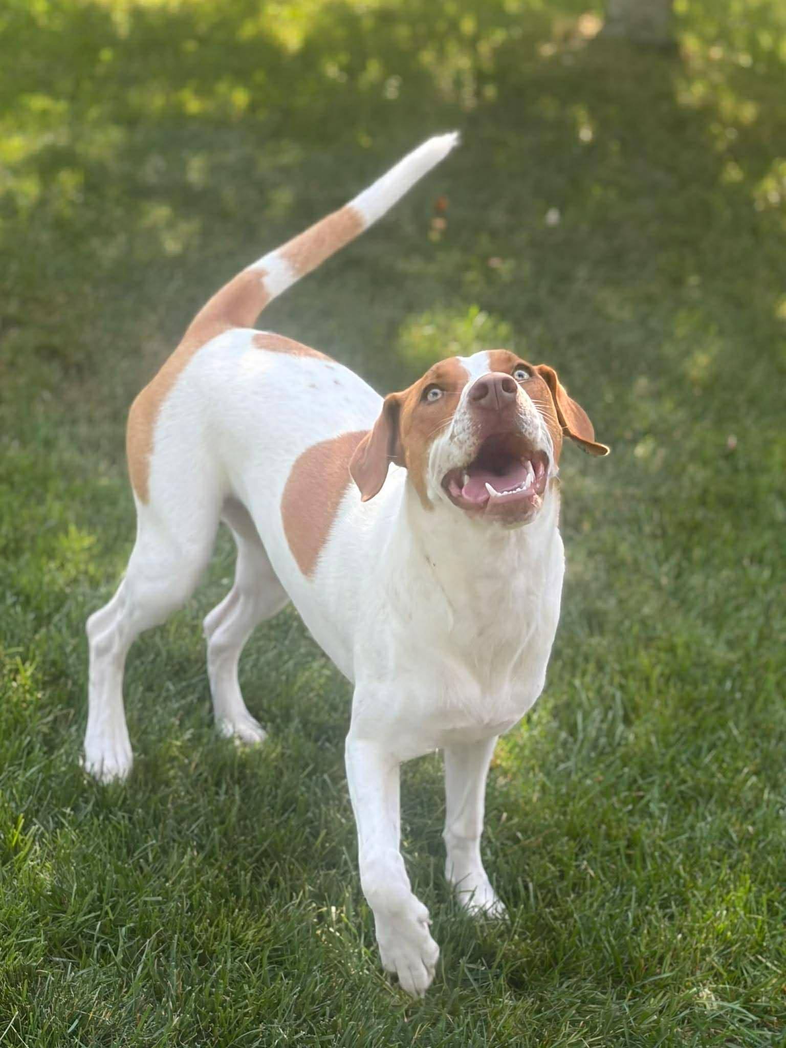 Enlarge Minnie, a ADOPTABLE mixed breed in Brunswick, ME image 1/6