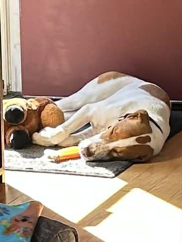 Enlarge Minnie, a ADOPTABLE mixed breed in Brunswick, ME image 2/3