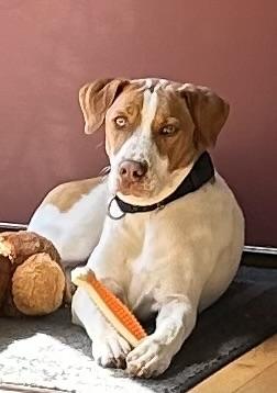 Enlarge Minnie, a ADOPTABLE mixed breed in Brunswick, ME image 1/3