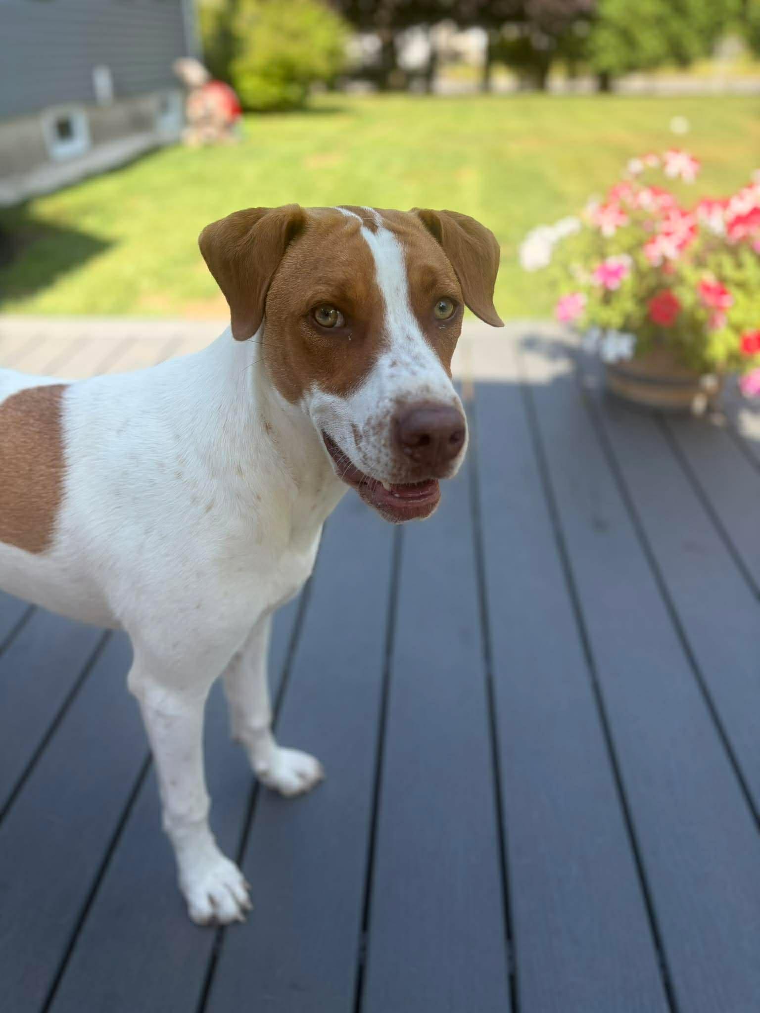 Enlarge Minnie, a ADOPTABLE mixed breed in Brunswick, ME image 2/6