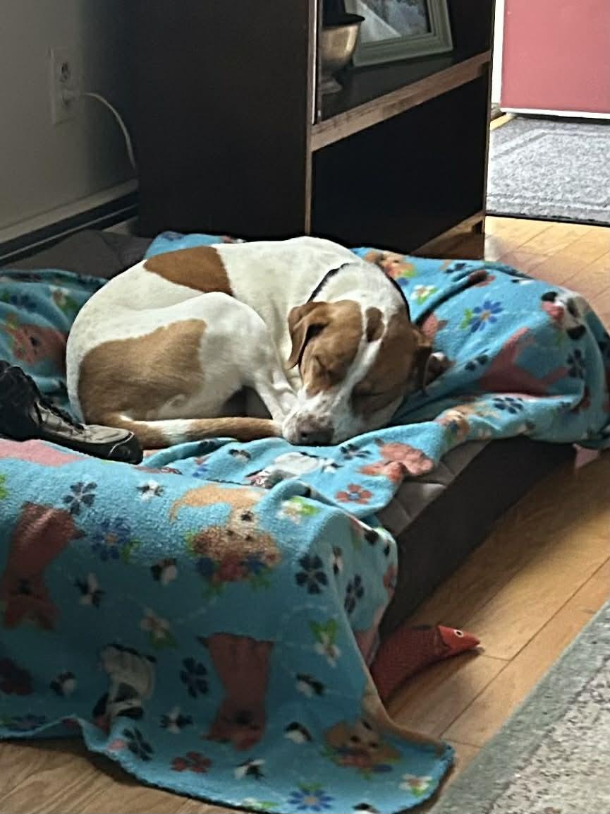 Enlarge Minnie, a ADOPTABLE mixed breed in Brunswick, ME image 3/3