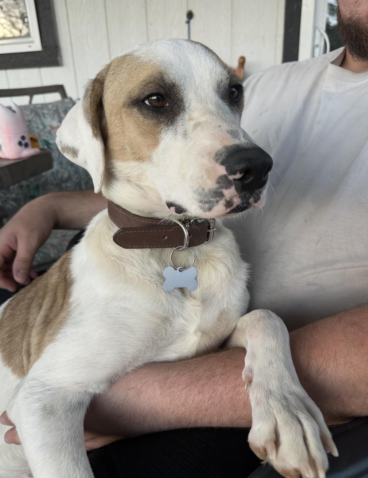 Enlarge CHARLIE- NAVASOTA, TX, a ADOPTABLE mixed breed in Conroe, TX image 1/4