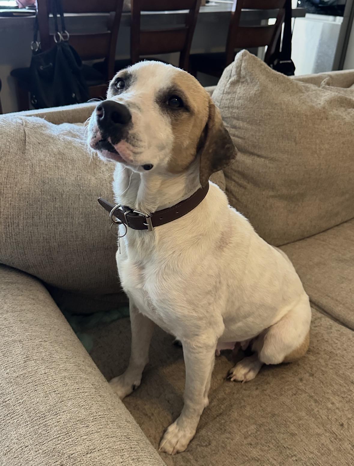 Enlarge CHARLIE- NAVASOTA, TX, a ADOPTABLE mixed breed in Conroe, TX image 3/4