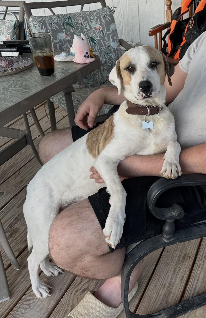 Enlarge CHARLIE- NAVASOTA, TX, a ADOPTABLE mixed breed in Conroe, TX image 2/4