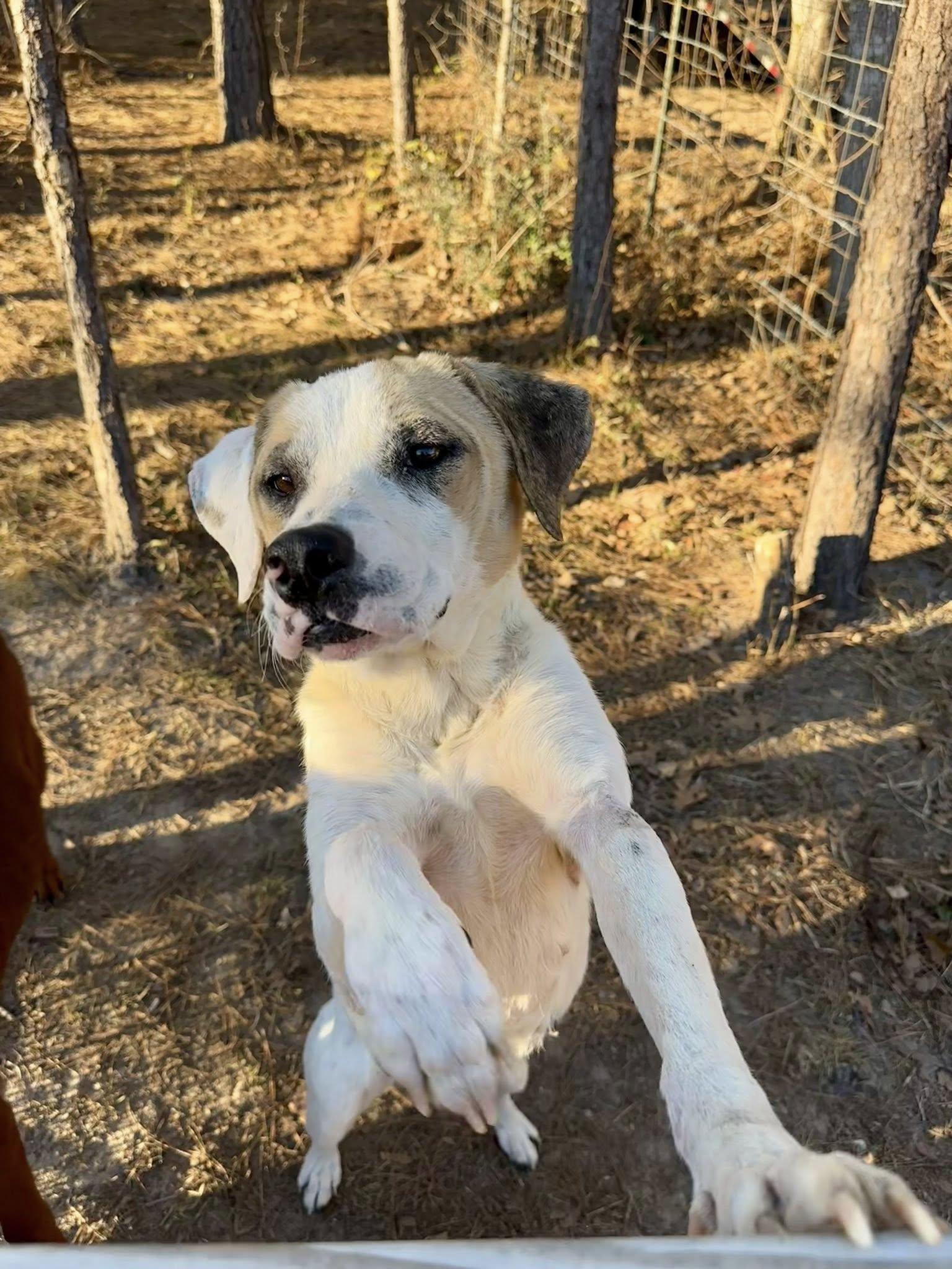 Enlarge CHARLIE- NAVASOTA, TX, a ADOPTABLE mixed breed in Conroe, TX image 4/4