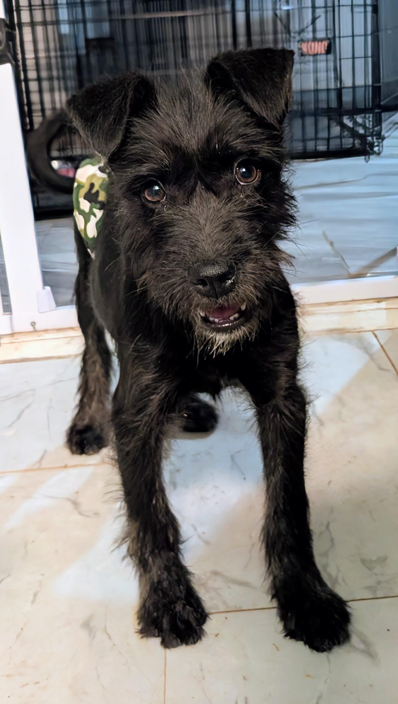 Baby, ADOPTABLE, Young Female Miniature Schnauzer.