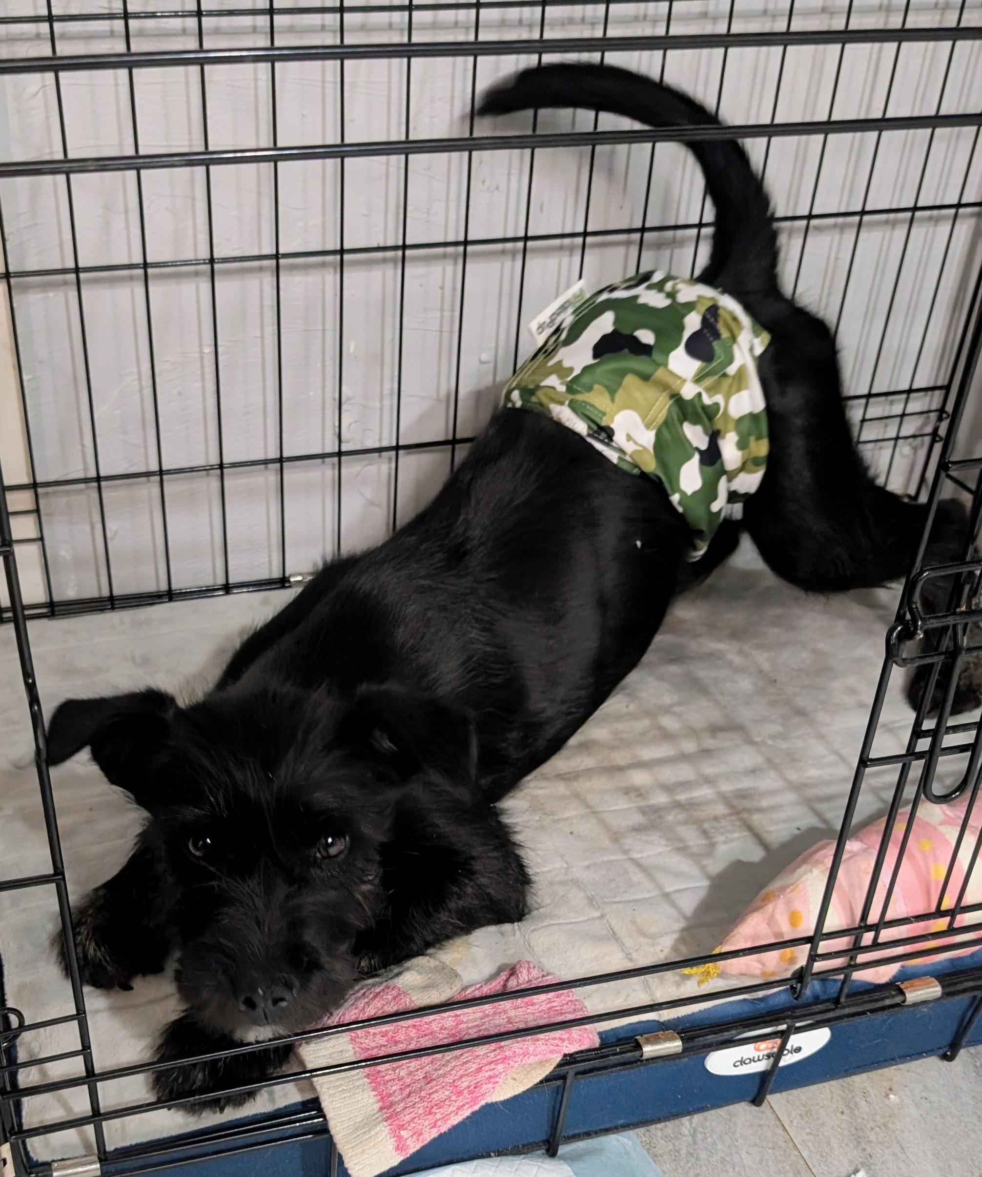 Baby, a ADOPTABLE mixed breed in Saint David, AZ image 2/5