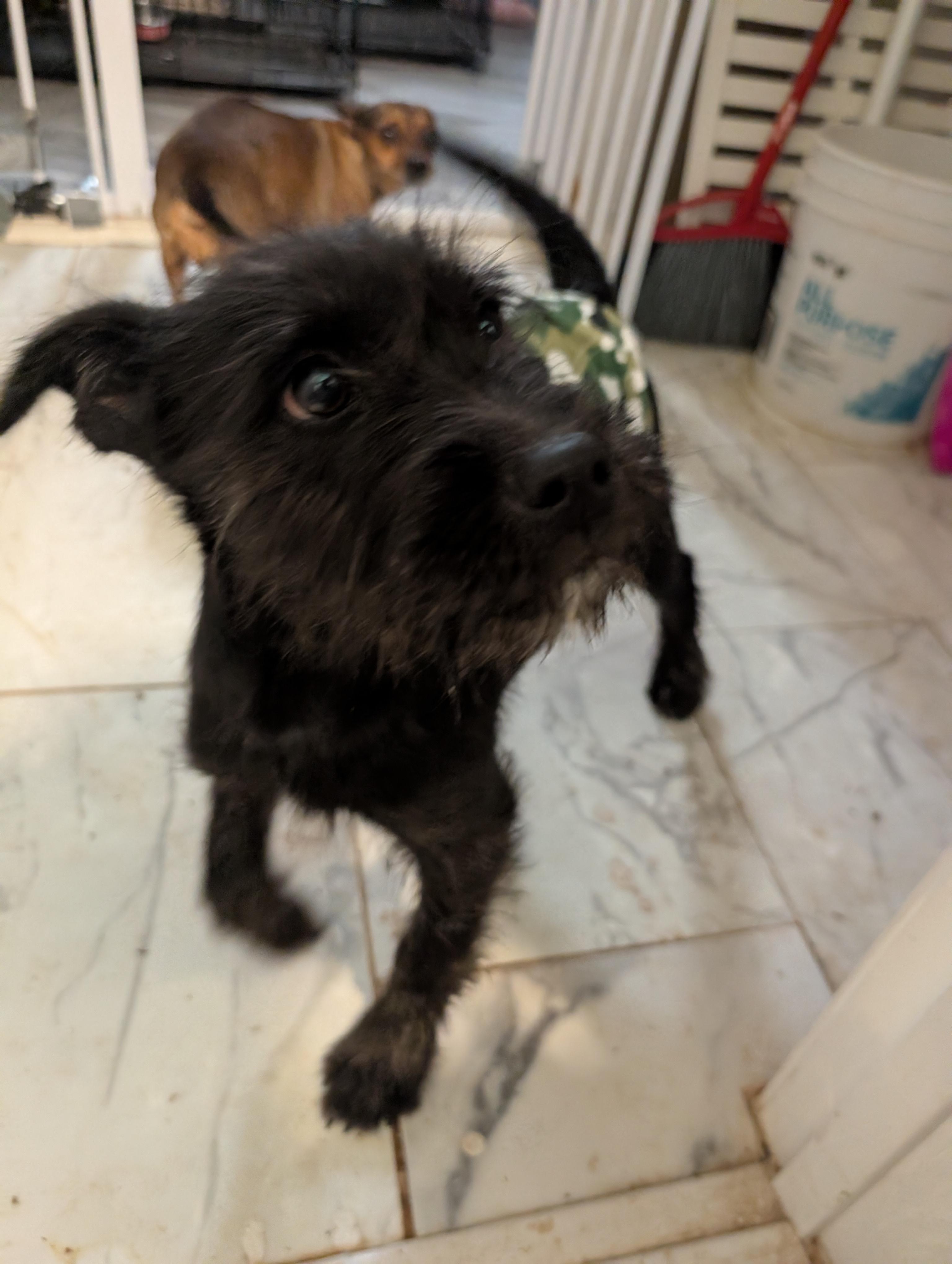 Baby, a ADOPTABLE mixed breed in Saint David, AZ image 3/5