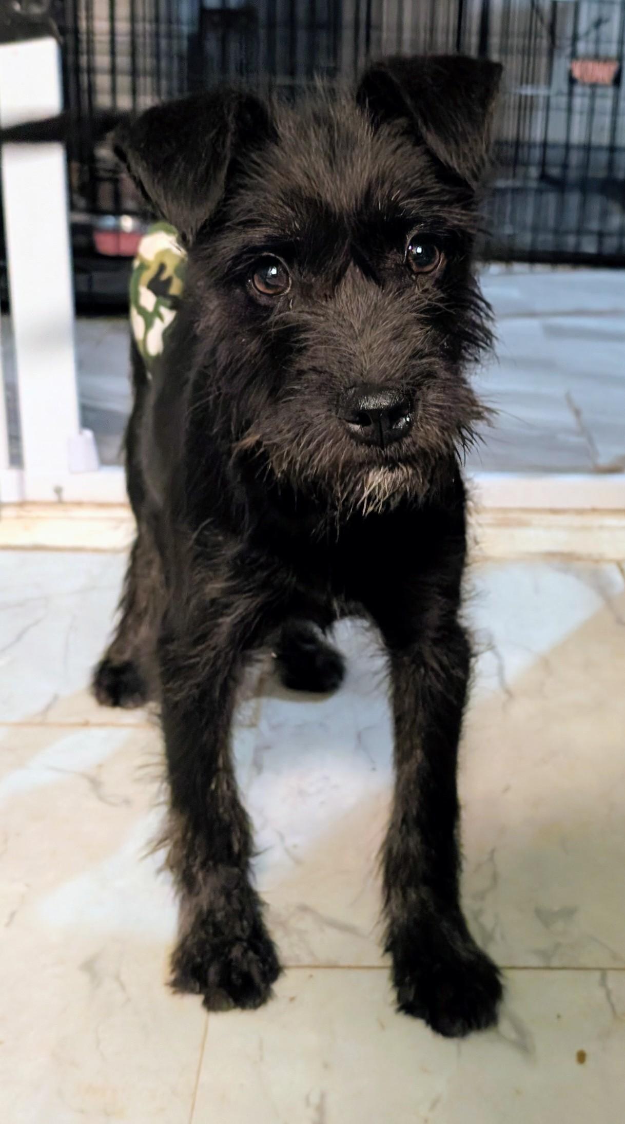 Baby, a ADOPTABLE mixed breed in Saint David, AZ image 4/5