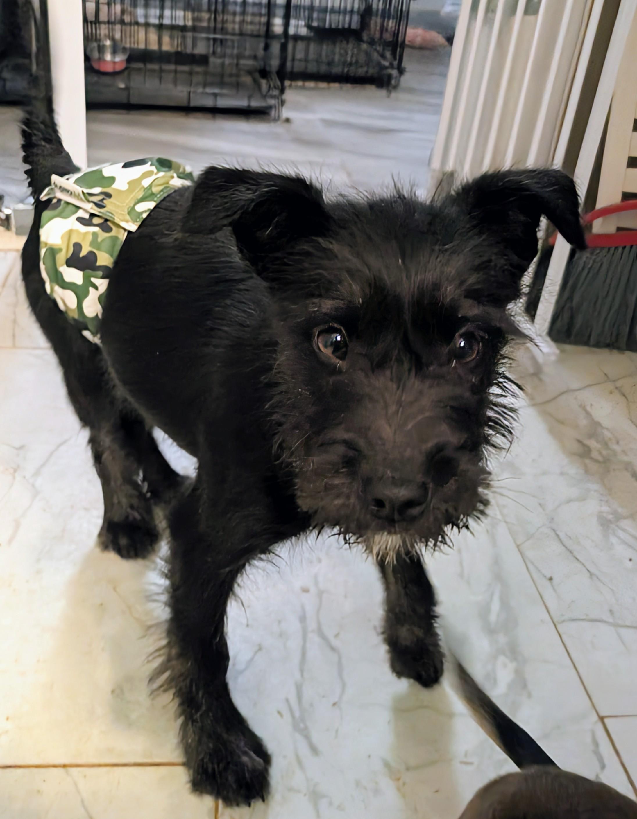 Baby, a ADOPTABLE mixed breed in Saint David, AZ image 5/5