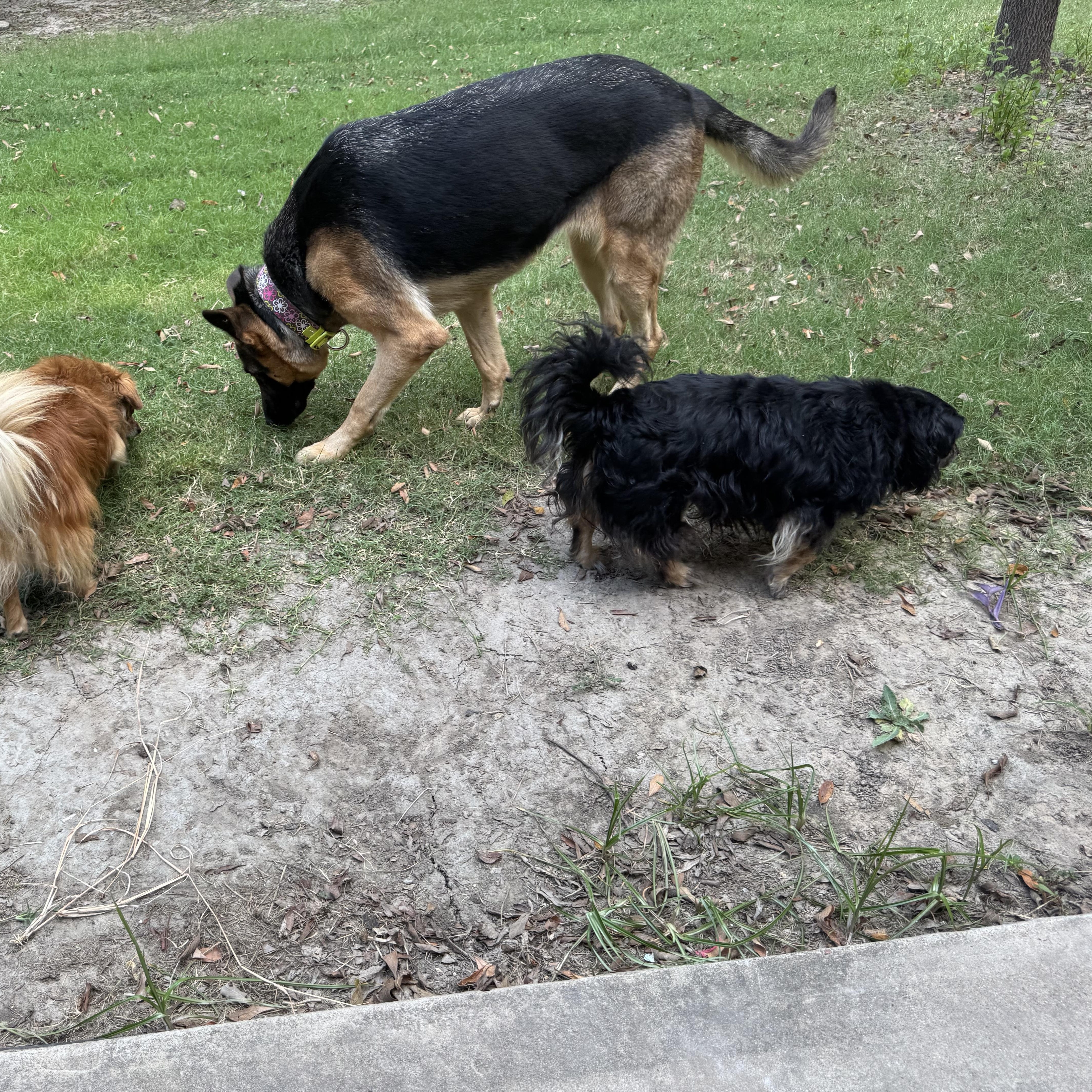 Enlarge Keira, an adopted German Shepherd Dog in Kerens, TX image 5/6