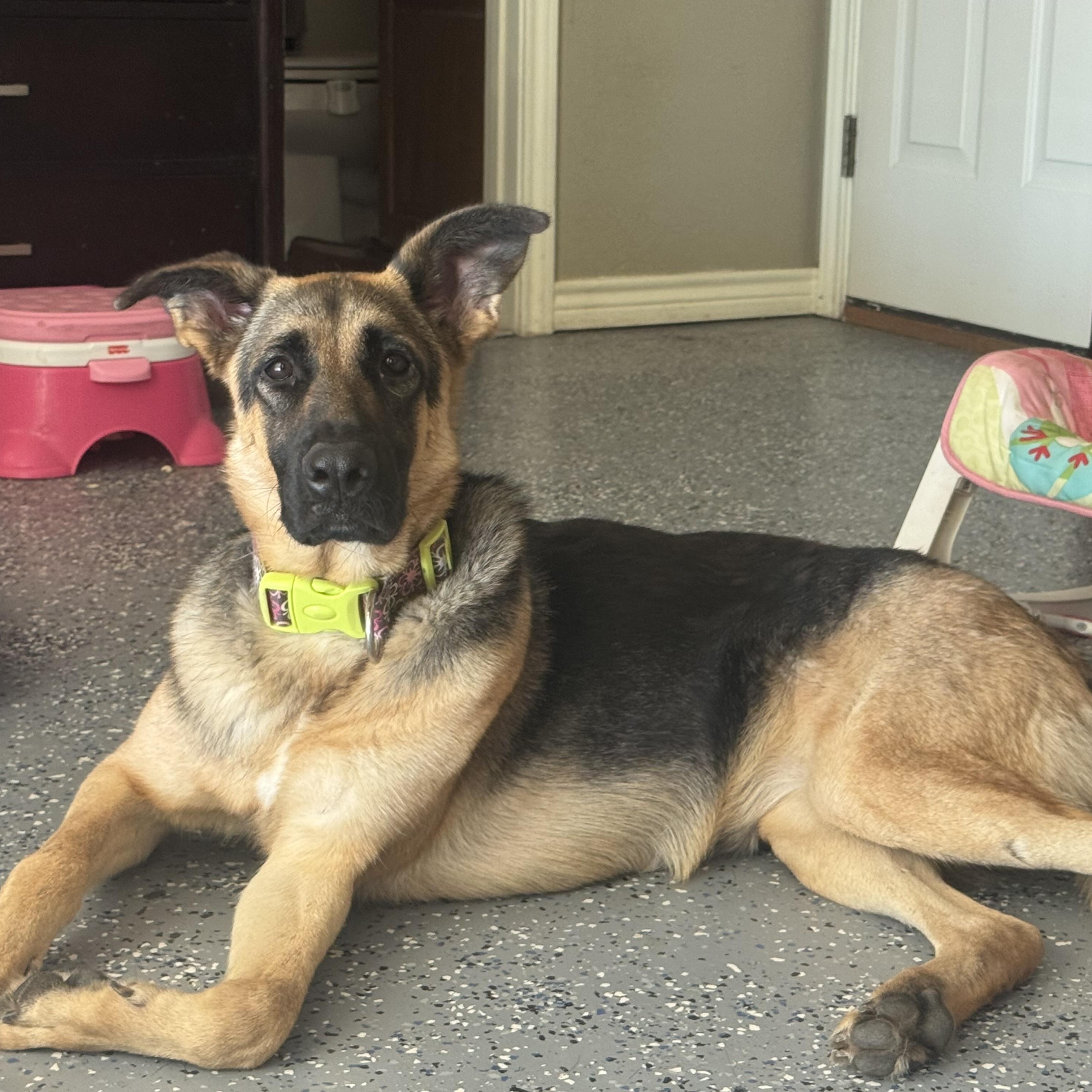 Enlarge Keira, an adopted German Shepherd Dog in Kerens, TX image 4/6