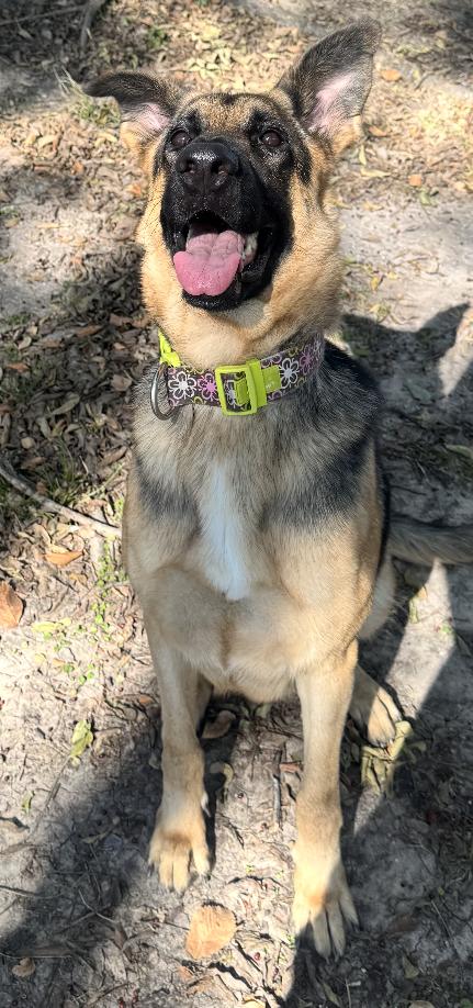 Enlarge Keira, an adopted German Shepherd Dog in Kerens, TX image 2/6