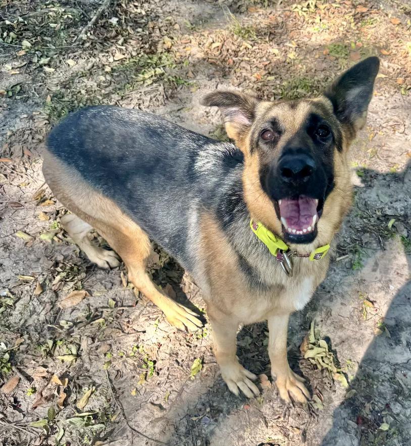 Enlarge Keira, an adopted German Shepherd Dog in Kerens, TX image 3/6