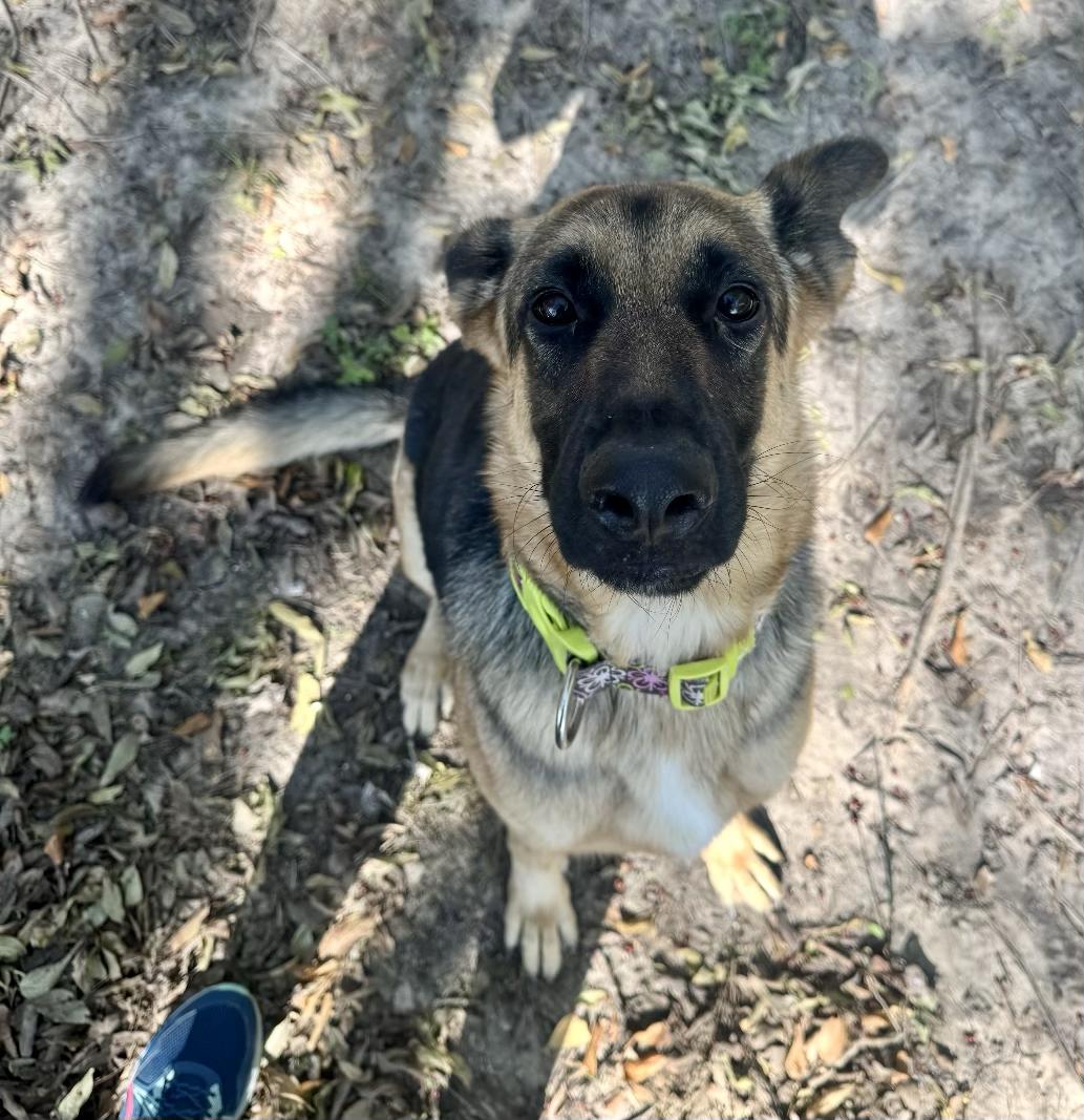 Enlarge Keira, an adopted German Shepherd Dog in Kerens, TX image 6/6