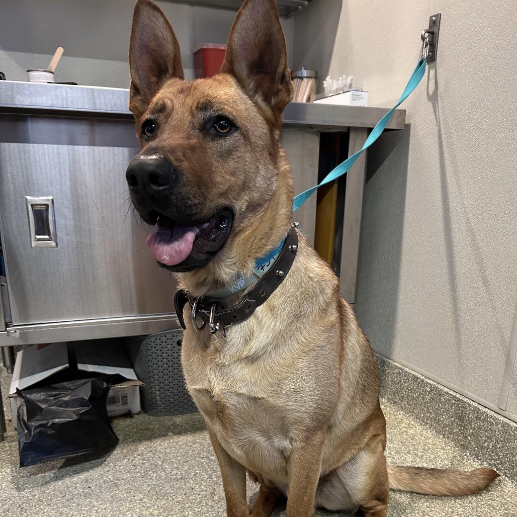 Sergeant, Adoptable, Adult Male German Shepherd Dog.