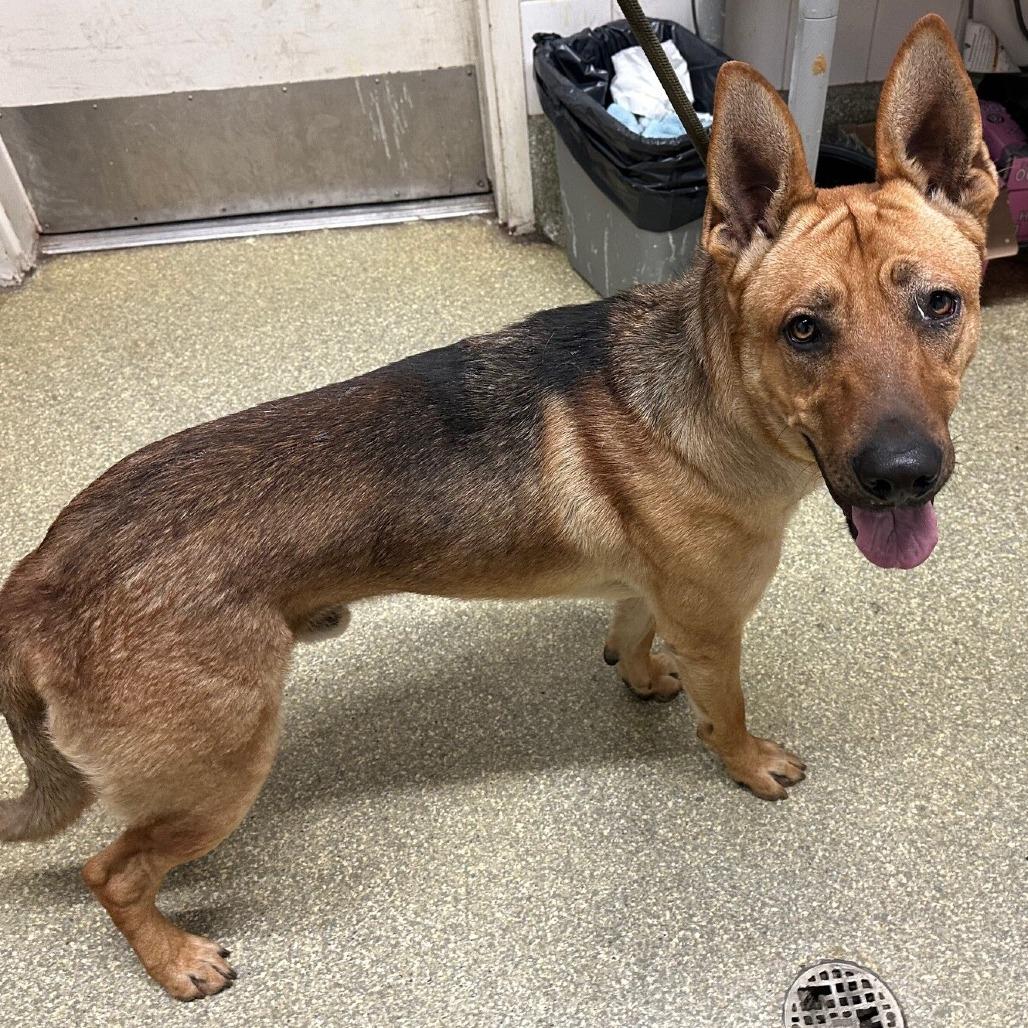 Enlarge Sergeant, a Adoptable German Shepherd Dog in San Gabriel, CA image 2/2