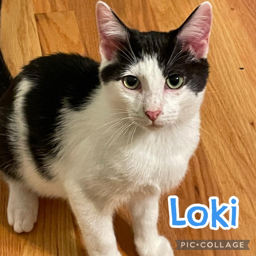 Enlarge Loki, a Adoptable mixed breed in Fort Oglethorpe, GA image 1/2