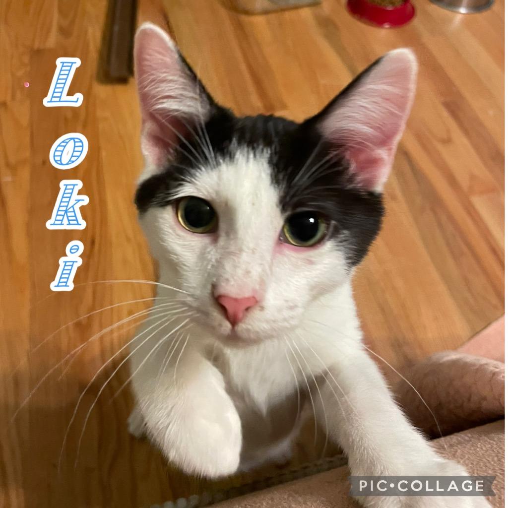 Enlarge Loki, a Adoptable mixed breed in Fort Oglethorpe, GA image 2/2