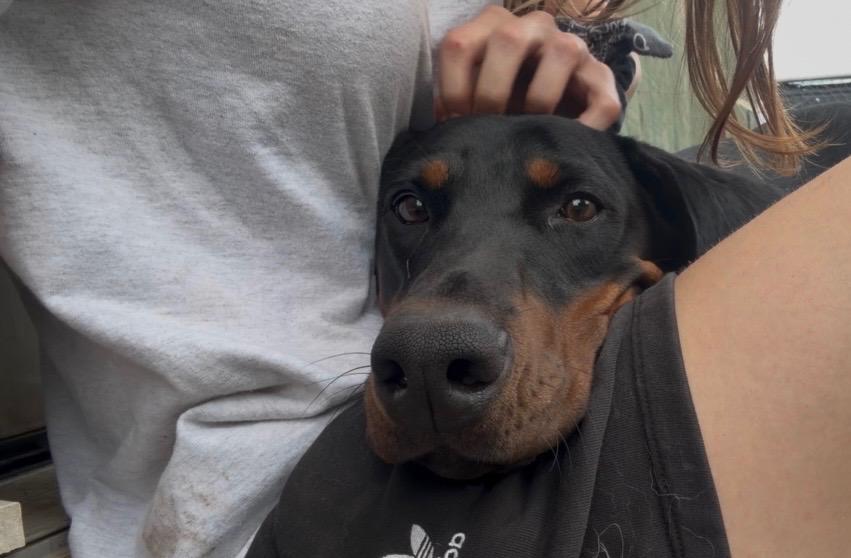 Enlarge Carmine, a ADOPTABLE Doberman Pinscher in Fleetwood, PA image 3/4