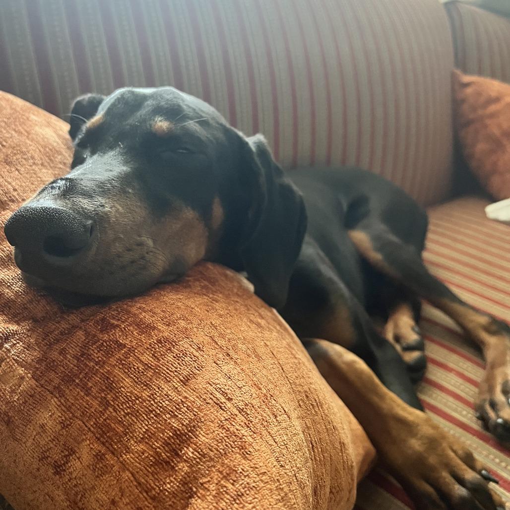 Enlarge Carmine, a ADOPTABLE Doberman Pinscher in Fleetwood, PA image 2/4