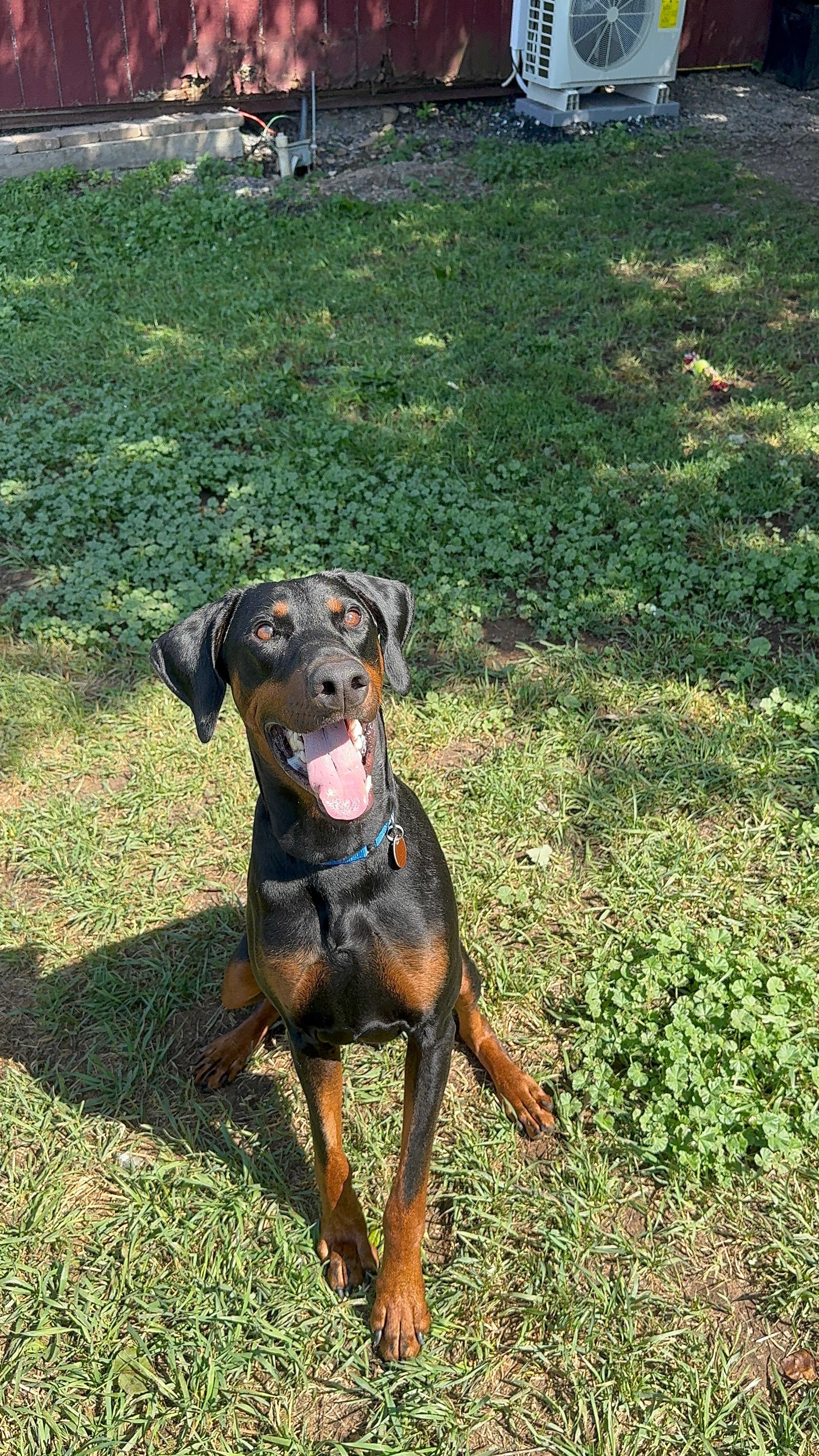 Carmine, ADOPTABLE, Young Male Doberman Pinscher.