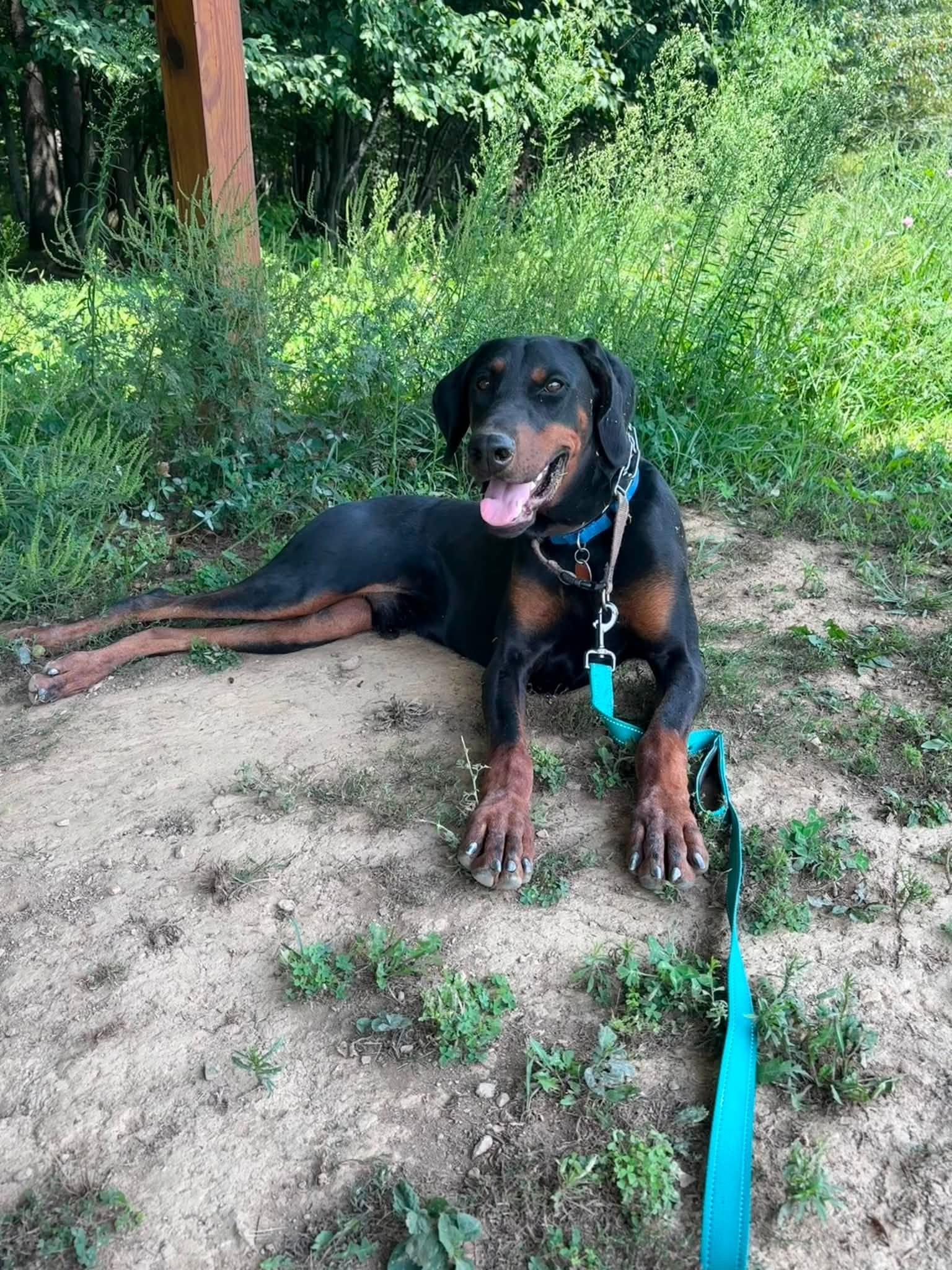 Enlarge Carmine, a Adoptable Doberman Pinscher in Fleetwood, PA image 4/4