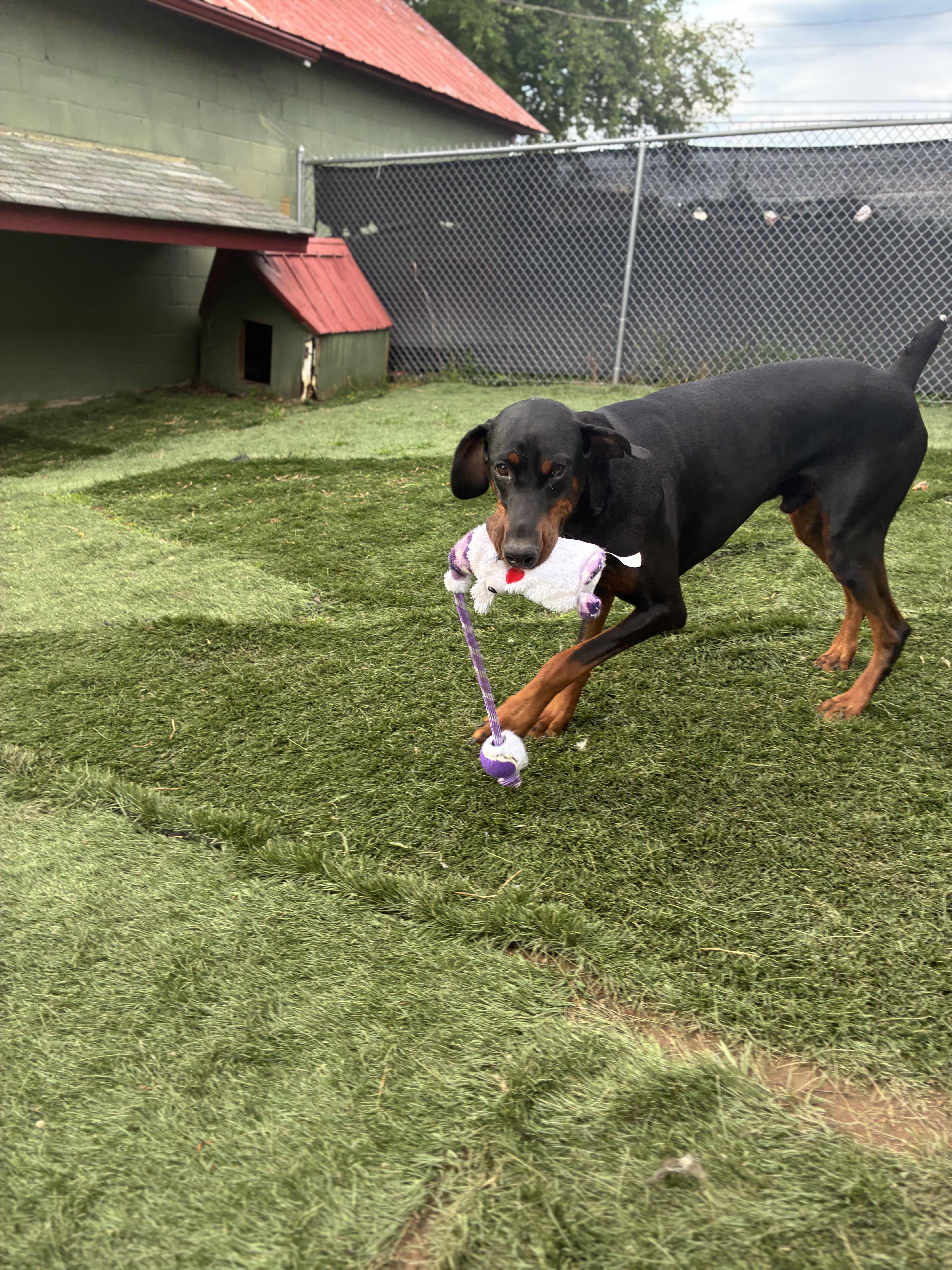 Enlarge Carmine, a ADOPTABLE Doberman Pinscher in Fleetwood, PA image 4/4
