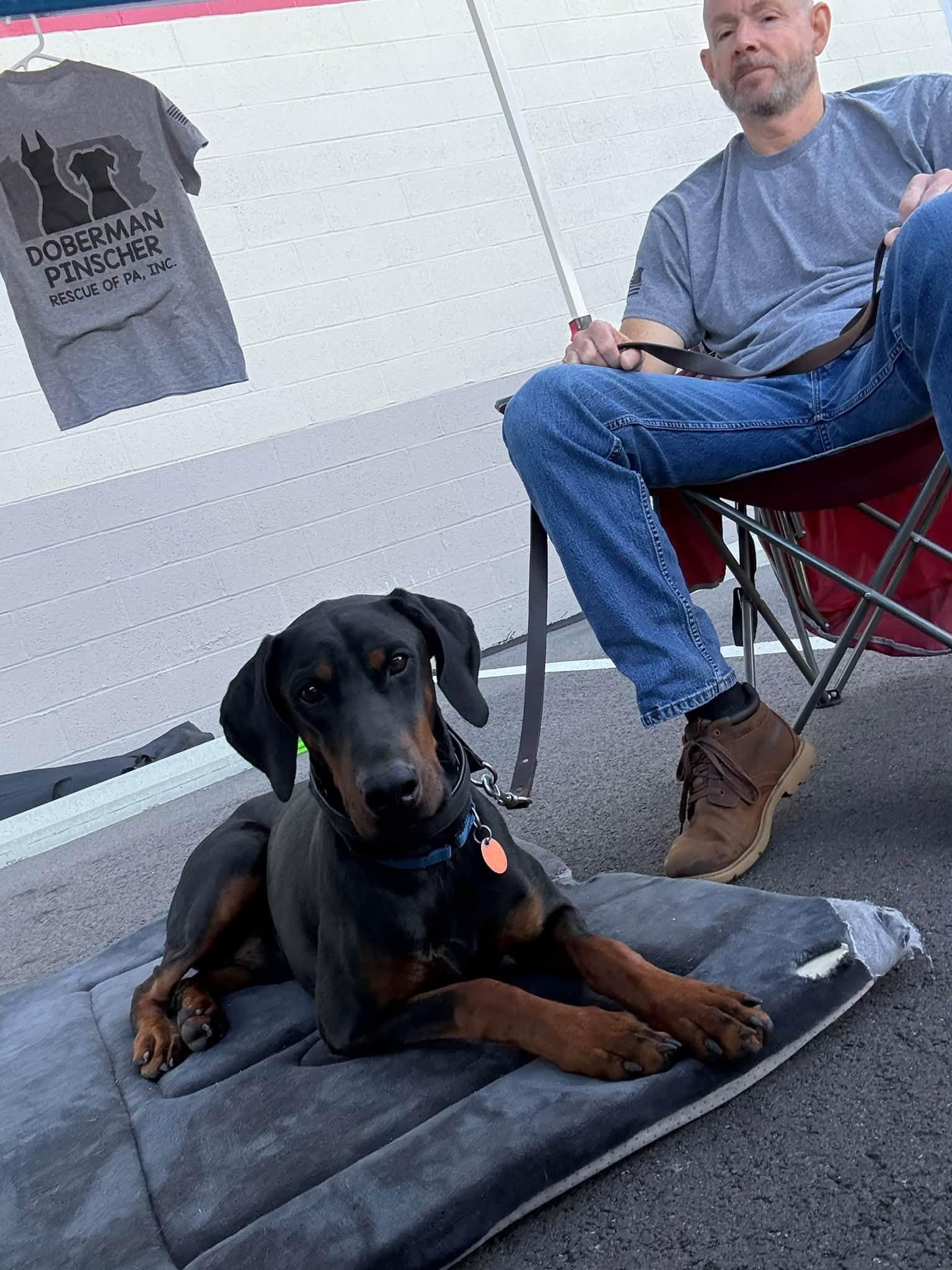 Enlarge Carmine, a Adoptable Doberman Pinscher in Fleetwood, PA image 3/4