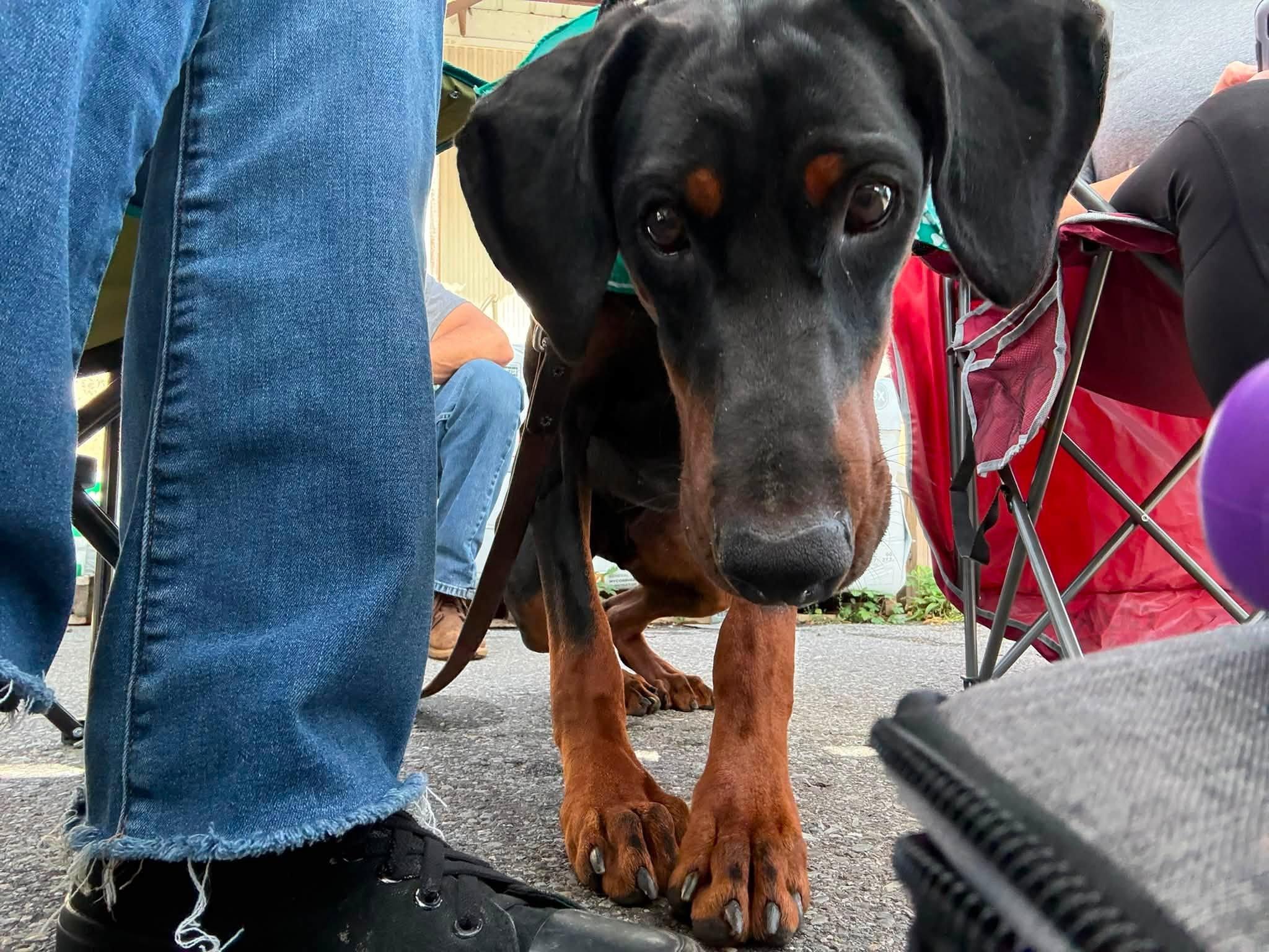Enlarge Carmine, a Adoptable Doberman Pinscher in Fleetwood, PA image 2/4