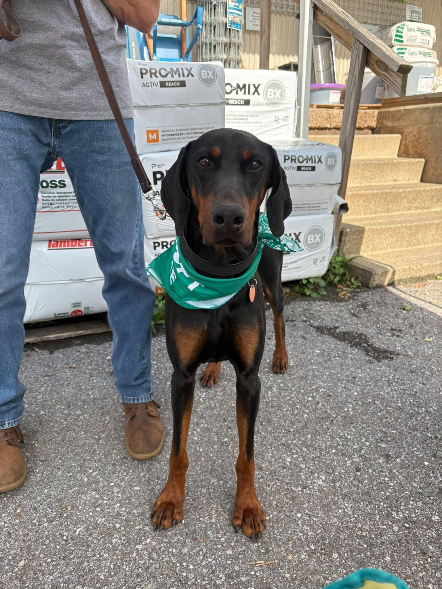 Enlarge Carmine, a Adoptable Doberman Pinscher in Fleetwood, PA image 1/4