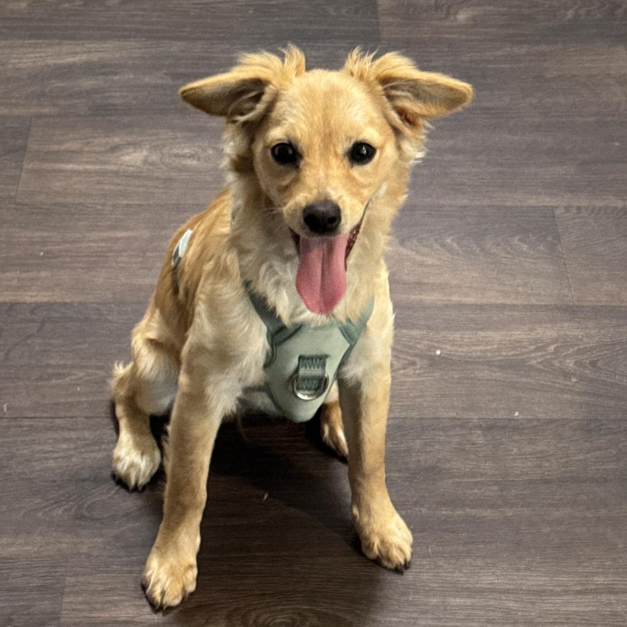 Marci Favor, Adoptable, Puppy Female Mixed Breed.