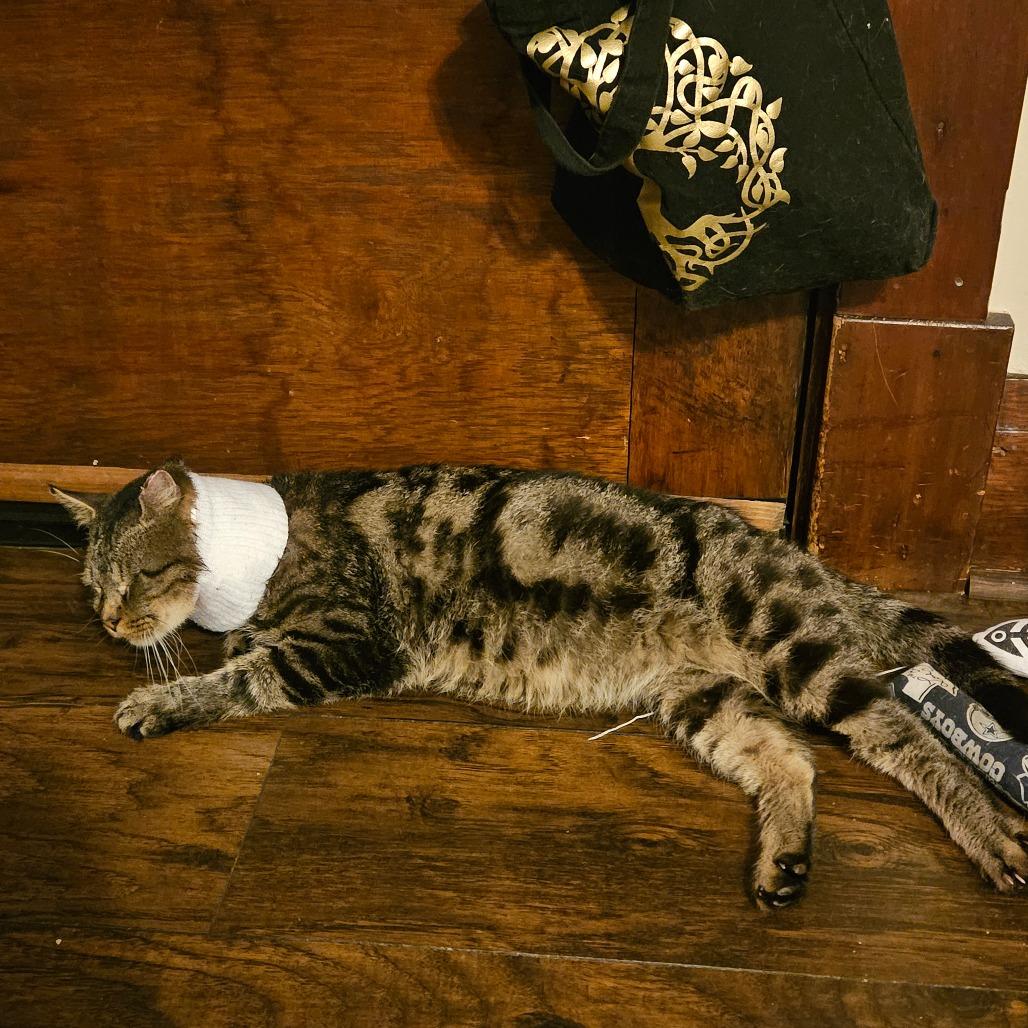 Enlarge Spartacus, a Adoptable Domestic Short Hair in Ringtown, PA image 1/1