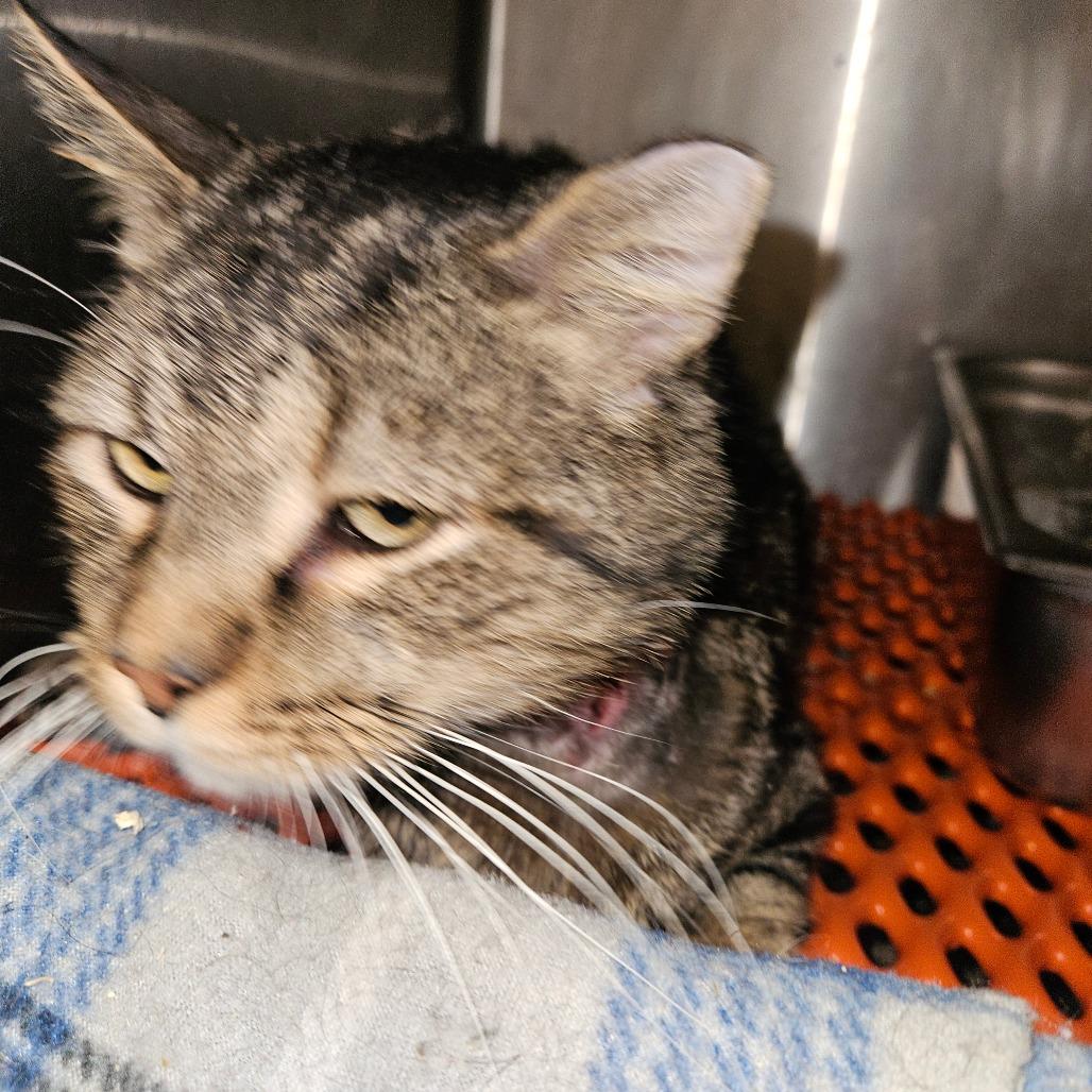 Enlarge Spartacus, a Adoptable Domestic Short Hair in Ringtown, PA image 2/2