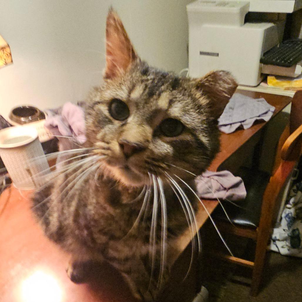 Enlarge Spartacus, a Adoptable Domestic Short Hair in Ringtown, PA image 3/4