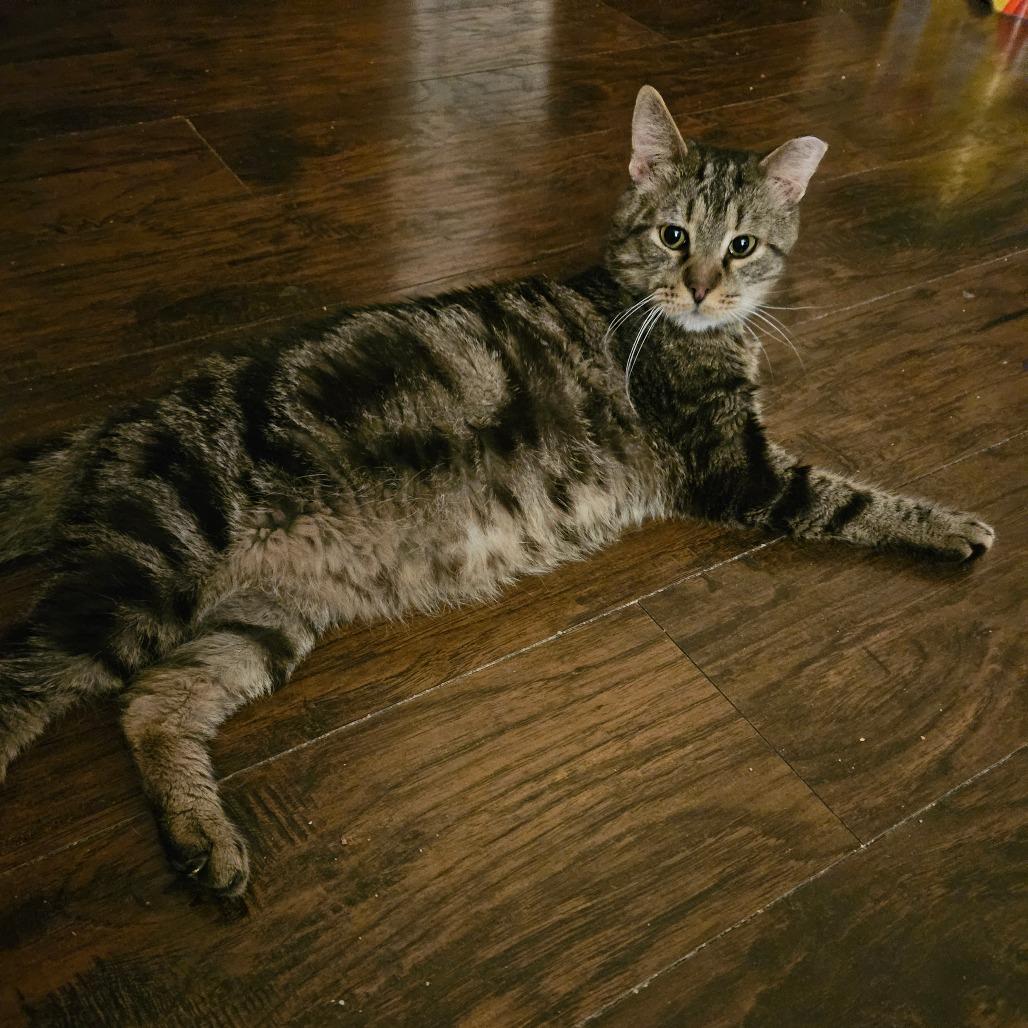 Enlarge Spartacus, a Adoptable Domestic Short Hair in Ringtown, PA image 4/4