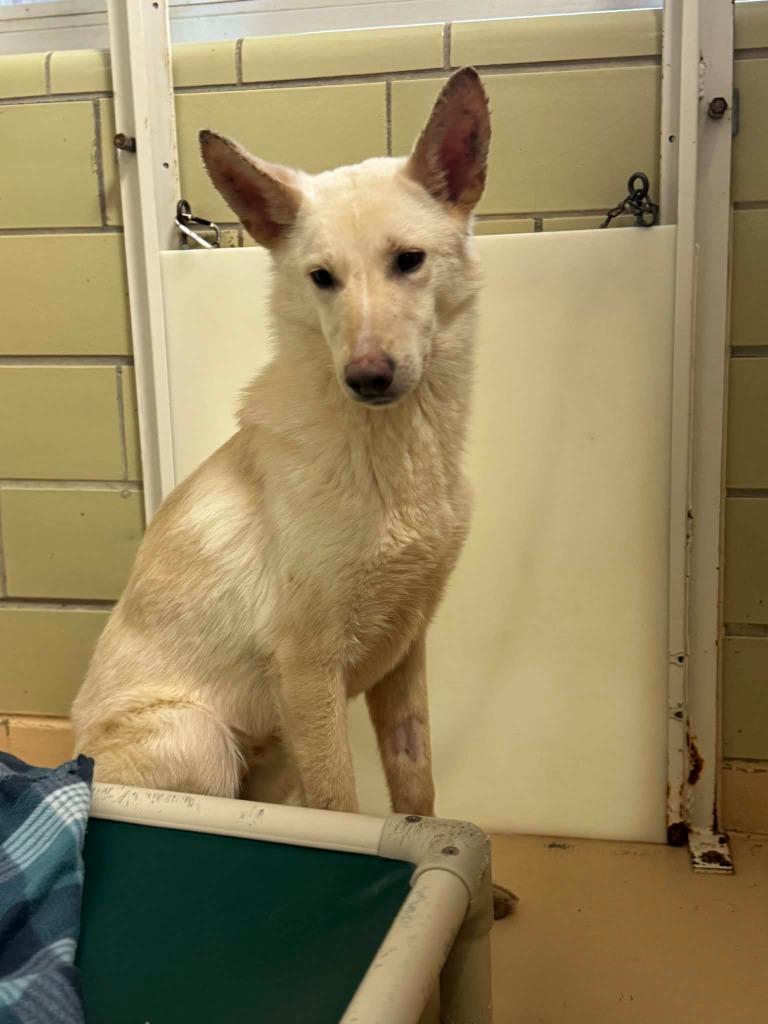 Everest, Adoptable, Puppy Male German Shepherd Dog.
