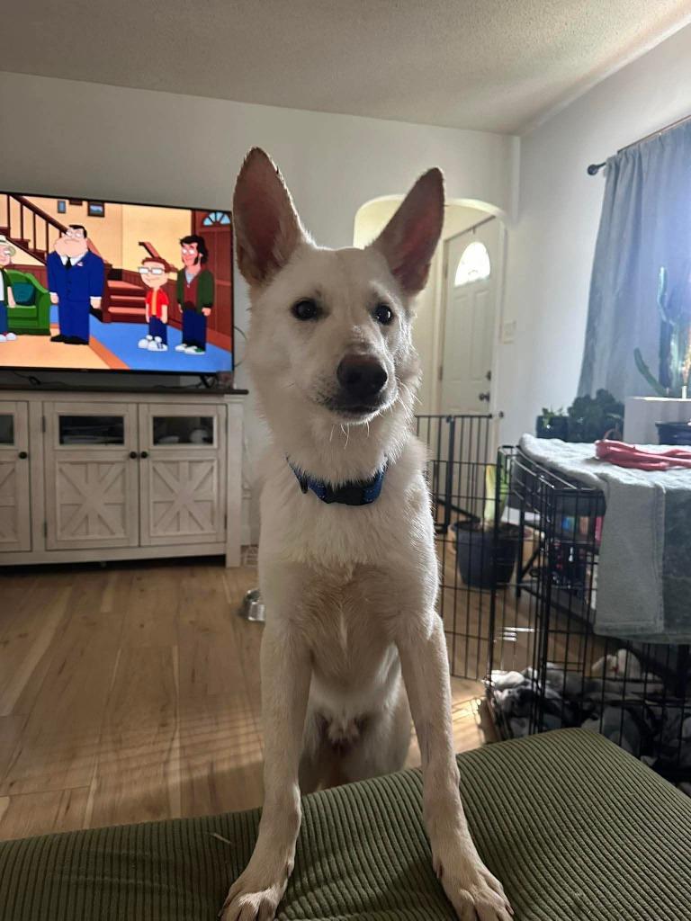 Enlarge Everest, a Adoptable German Shepherd Dog in Effingham, IL image 3/6