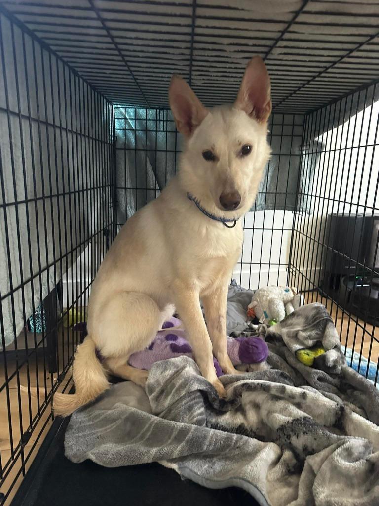 Enlarge Everest, a Adoptable German Shepherd Dog in Effingham, IL image 4/6