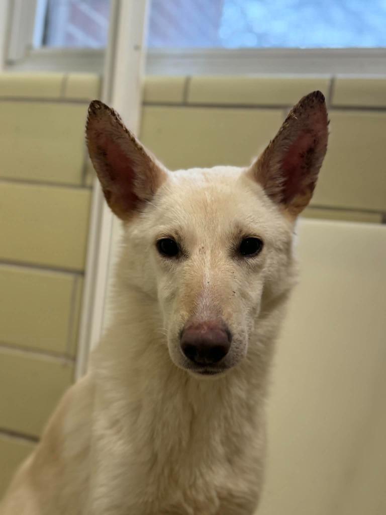 Enlarge Everest, a Adoptable German Shepherd Dog in Effingham, IL image 5/6