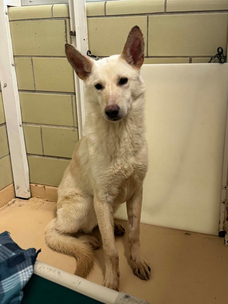 Enlarge Everest, a Adoptable German Shepherd Dog in Effingham, IL image 6/6