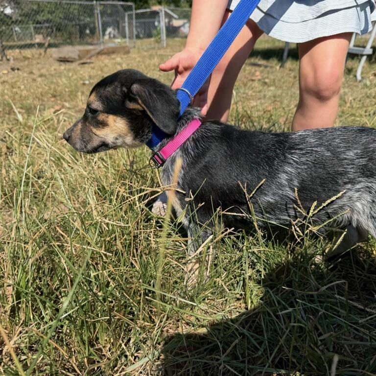 Thunder, Adoptable, Puppy Female Australian Cattle Dog / Blue Heeler.