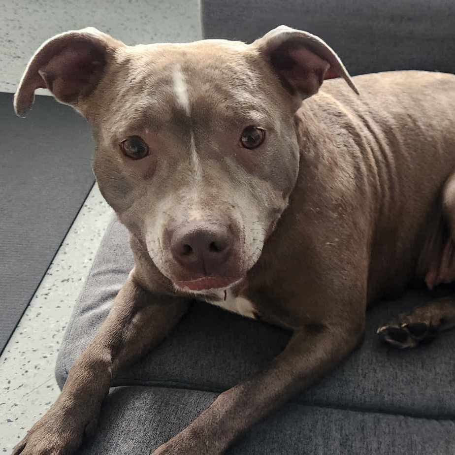 Stripey, Adult Female Pit Bull Terrier