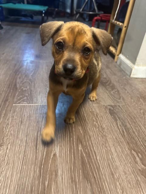 Rory, a Adoptable mixed breed in Irwin, PA image 1/5