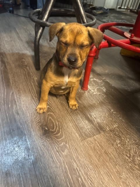 Rory, a Adoptable mixed breed in Irwin, PA image 2/5