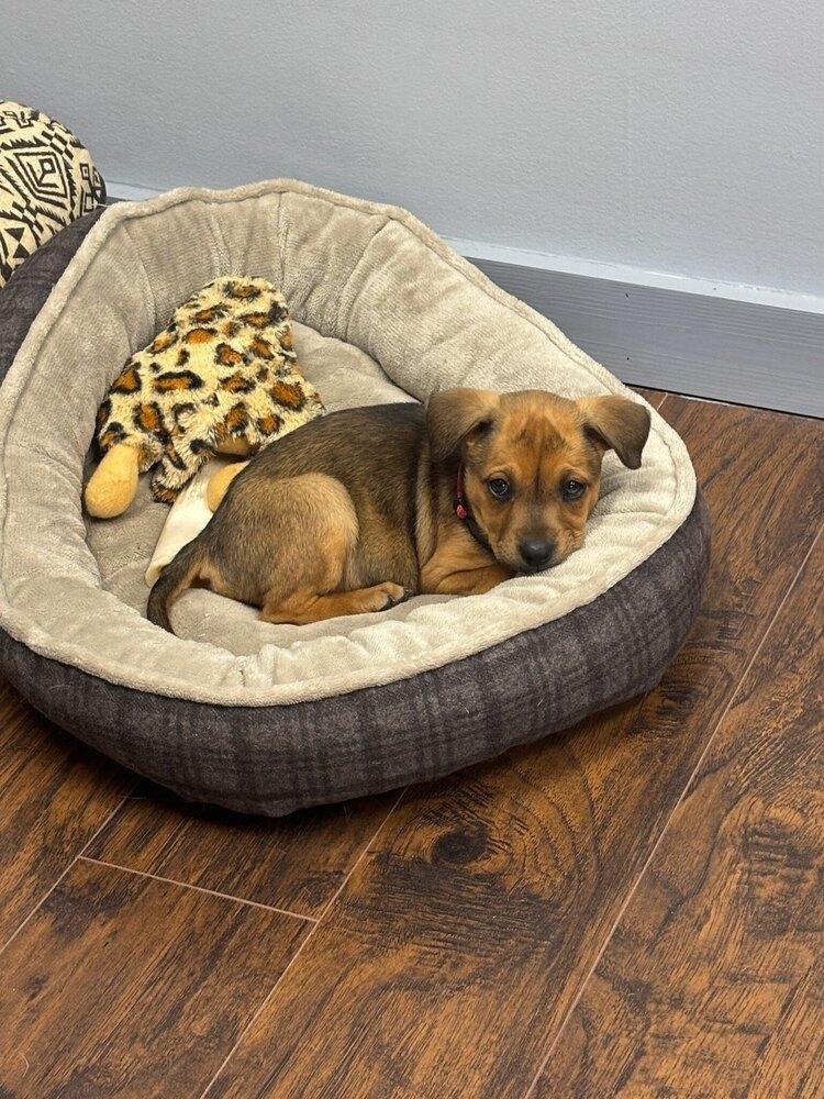 Rory, a Adoptable mixed breed in Irwin, PA image 3/5