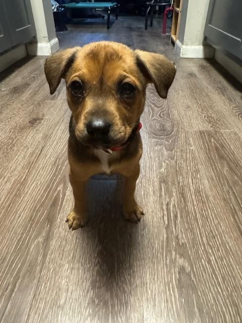 Rory, a Adoptable mixed breed in Irwin, PA image 4/5