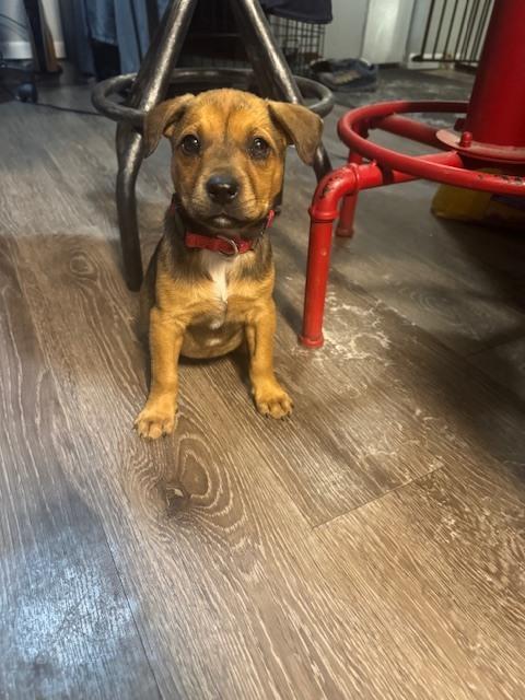 Rory, a Adoptable mixed breed in Irwin, PA image 5/5