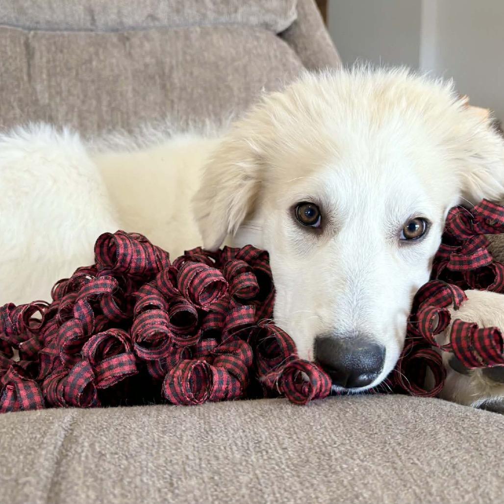 Dorothy, Adoptable, Puppy Female Great Pyrenees.